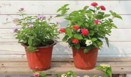 康定酒店爆料视频最新2020,真实事件背后的惊人真相 第3张 康定酒店爆料视频最新2020,真实事件背后的惊人真相 第3张