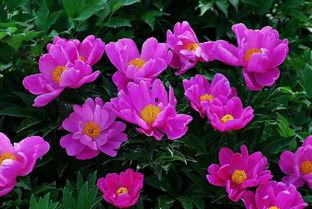 芍药在线观看,一场视觉与情感的盛宴 第1张 芍药在线观看,一场视觉与情感的盛宴 第1张